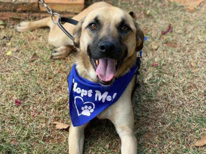 Cachorro ra a SRD idade 1 ano nome TAUROS