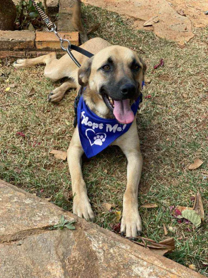 Cachorro ra a SRD idade 1 ano nome TAUROS