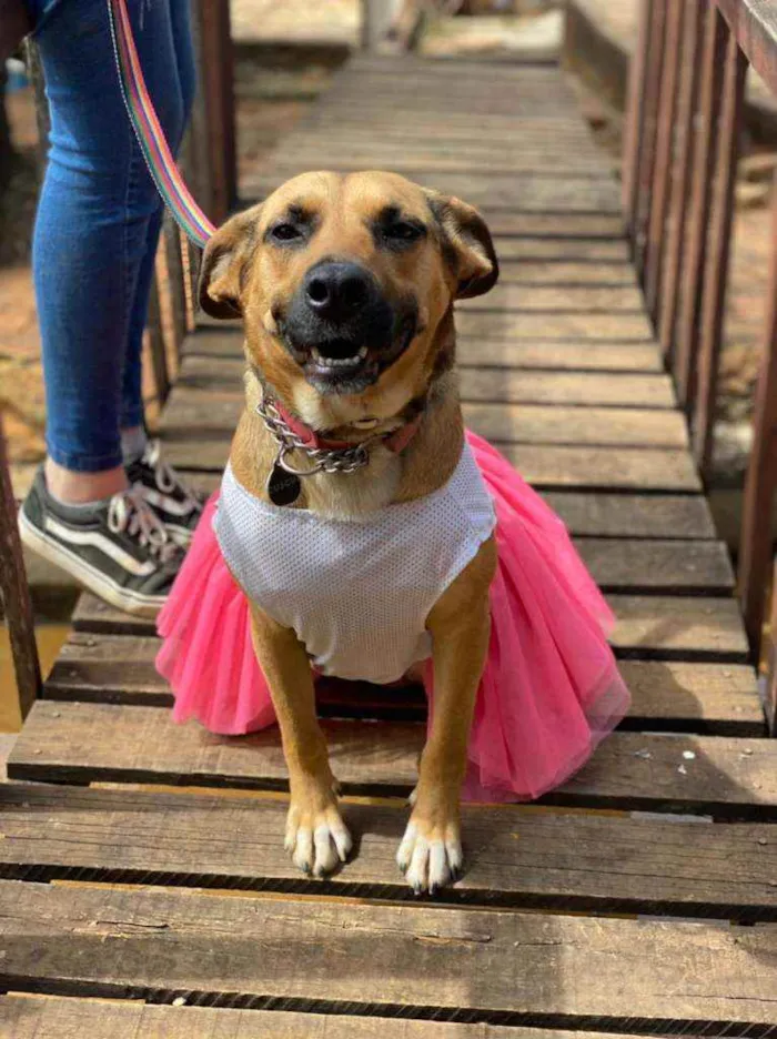 Cachorro ra a SRD idade 2 anos nome Ravena