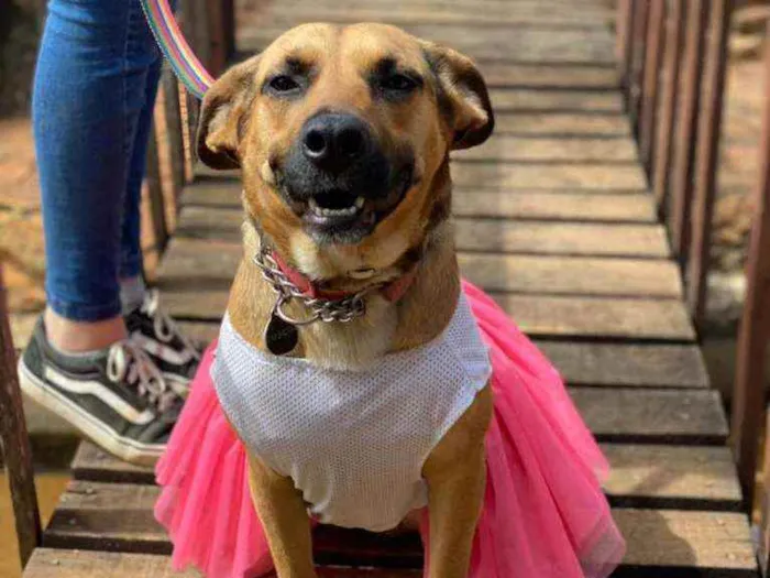 Cachorro ra a SRD idade 2 anos nome Ravena