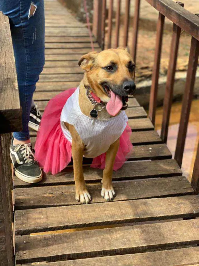 Cachorro ra a SRD idade 2 anos nome Ravena