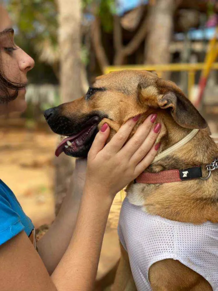 Cachorro ra a SRD idade 2 anos nome Ravena