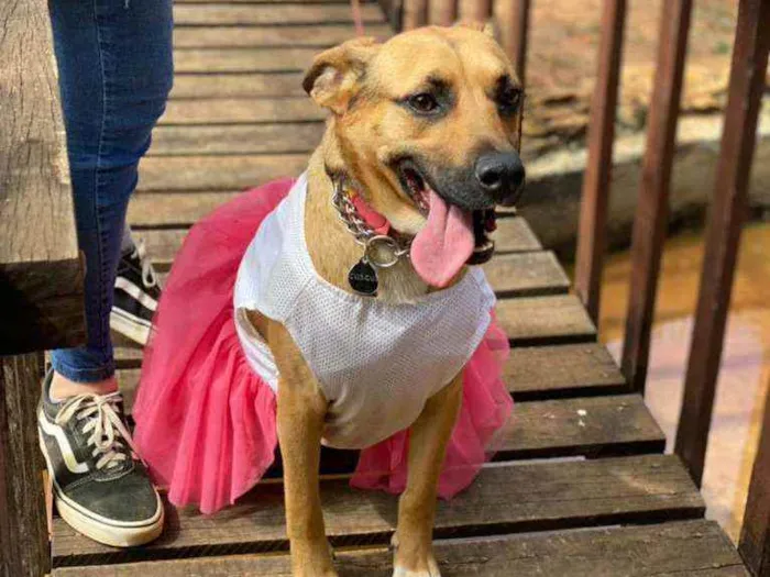 Cachorro ra a SRD idade 2 anos nome Ravena
