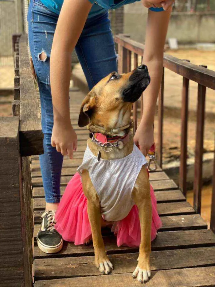 Cachorro ra a SRD idade 2 anos nome Ravena