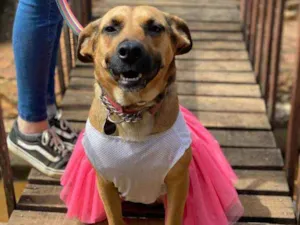 Cachorro raça SRD idade 2 anos nome Ravena