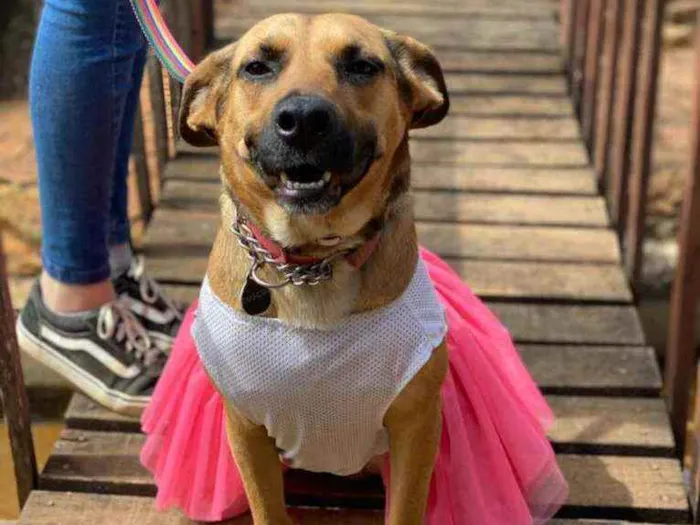 Cachorro ra a SRD idade 2 anos nome Ravena
