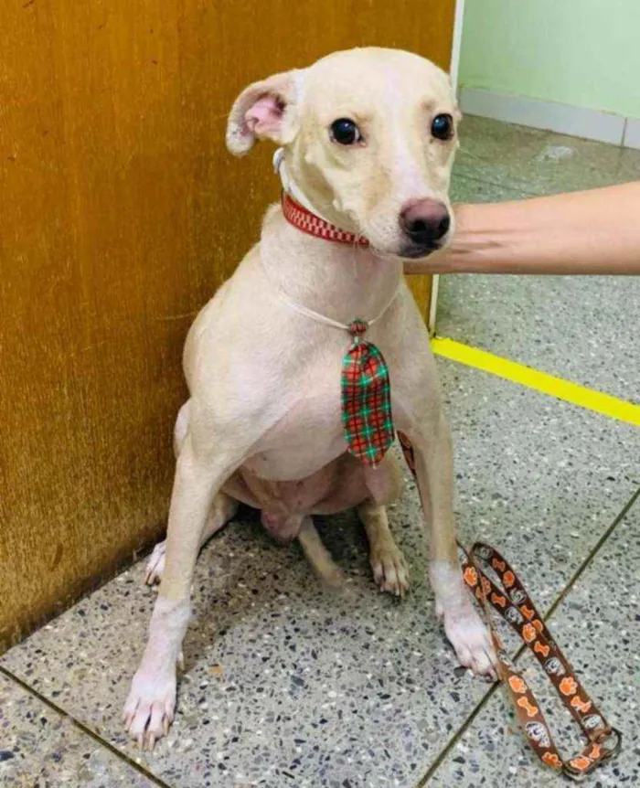 Cachorro ra a SRD idade 1 ano nome Luigi