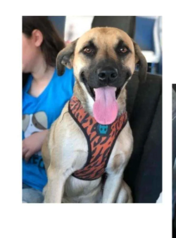 Cachorro ra a SRD idade 1 ano nome TAUROS