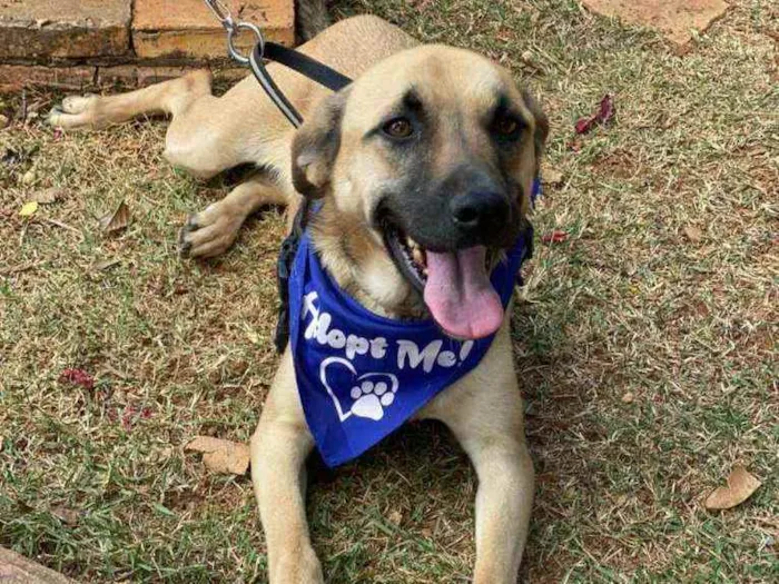 Cachorro ra a SRD idade 1 ano nome TAUROS