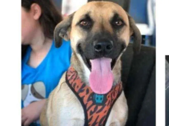 Cachorro ra a SRD idade 1 ano nome TAUROS