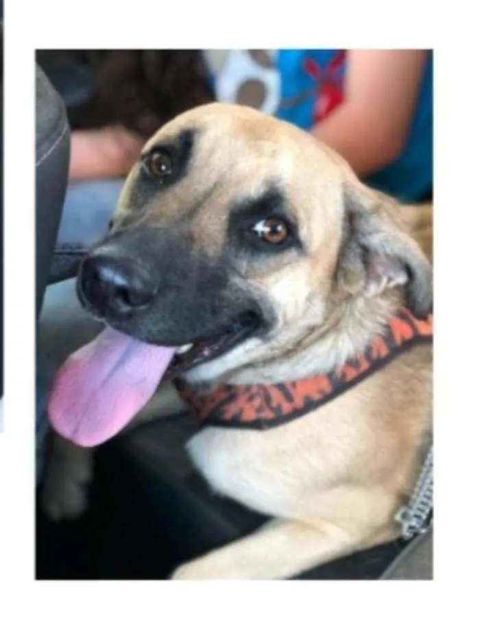 Cachorro ra a SRD idade 1 ano nome TAUROS