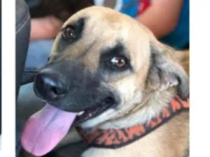 Cachorro raça SRD idade 1 ano nome TAUROS