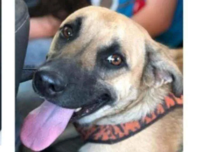 Cachorro ra a SRD idade 1 ano nome TAUROS