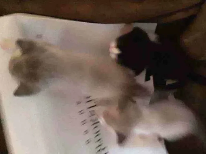 Gato ra a Sem raça definida  idade Abaixo de 2 meses nome Lindas