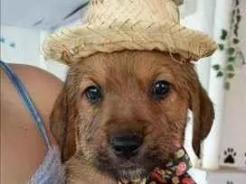 Cachorro ra a Srd idade  nome filhotes 40 dias