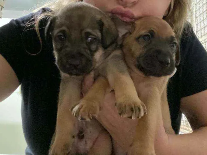 Cachorro ra a SRD idade 2 a 6 meses nome Filhotes 