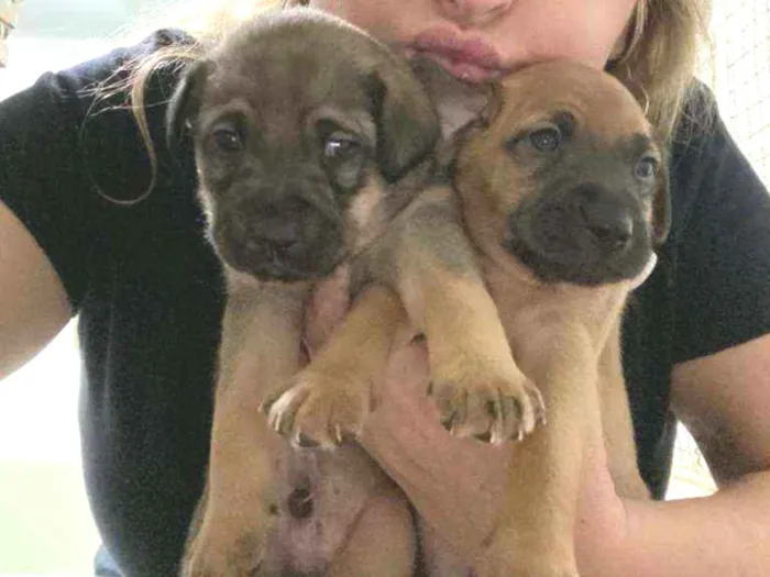 Cachorro ra a SRD idade 2 a 6 meses nome Filhotes 