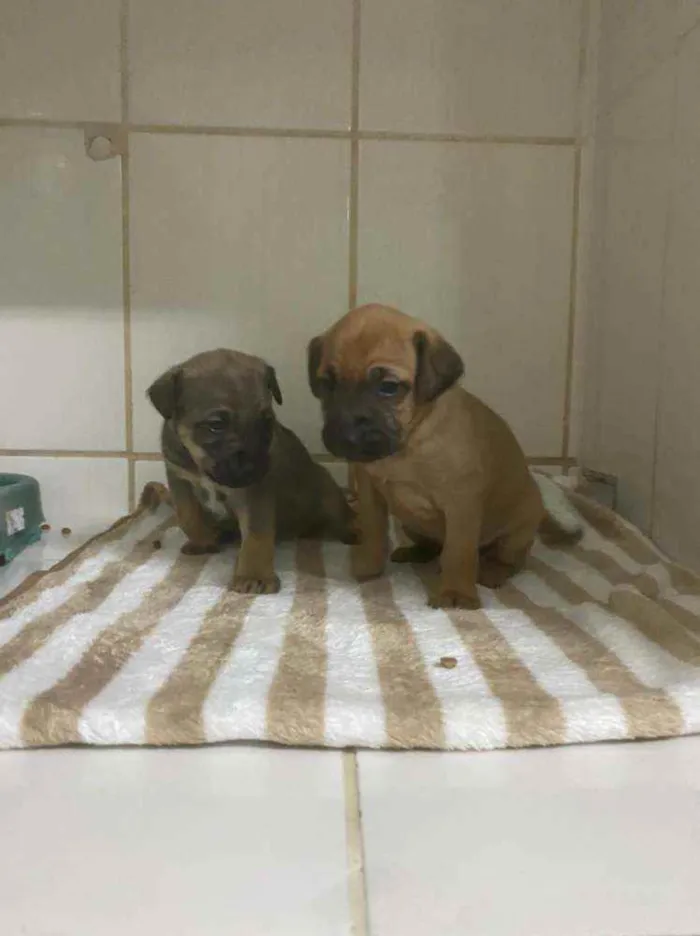 Cachorro ra a SRD idade 2 a 6 meses nome Filhotes 