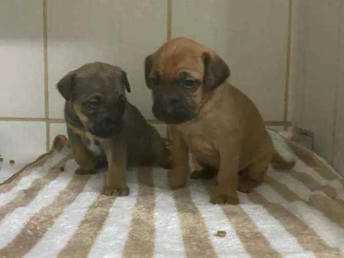 Cachorro ra a SRD idade 2 a 6 meses nome Filhotes 