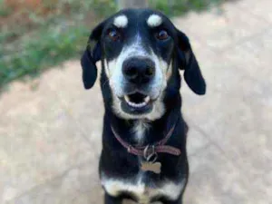 Cachorro raça SRD idade 2 anos nome Scooby