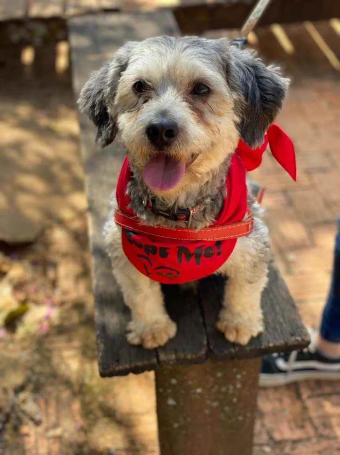 Cachorro ra a SRD idade 2 anos nome Oreo