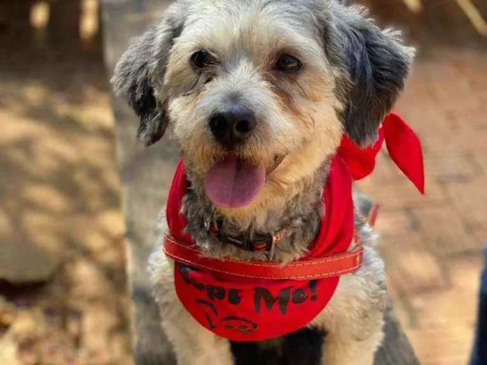 Cachorro ra a SRD idade 2 anos nome Oreo