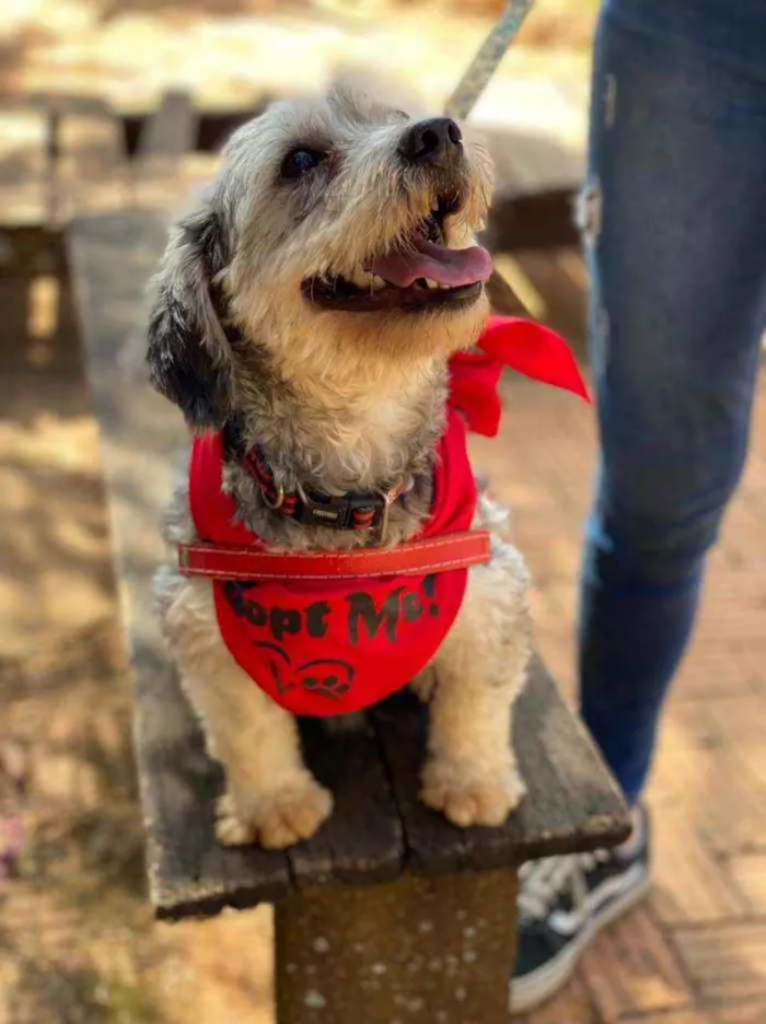 Cachorro ra a SRD idade 2 anos nome Oreo