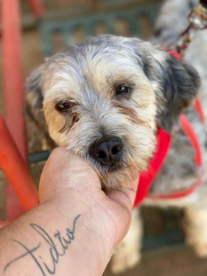 Cachorro ra a SRD idade 2 anos nome Oreo