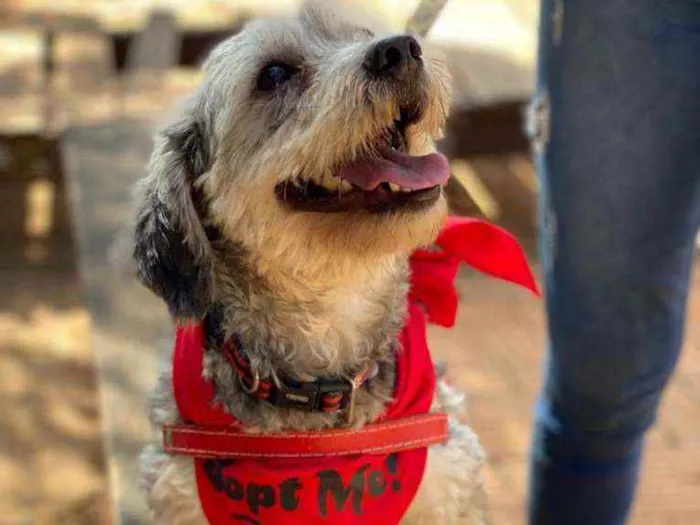 Cachorro ra a SRD idade 2 anos nome Oreo