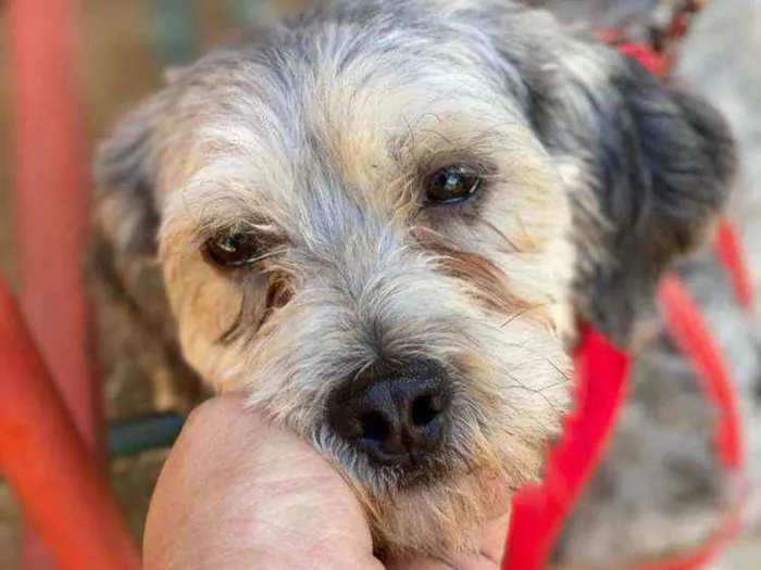 Cachorro ra a SRD idade 2 anos nome Oreo