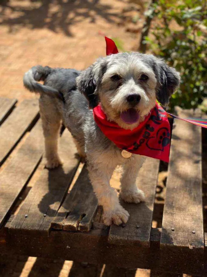 Cachorro ra a SRD idade 2 anos nome Oreo