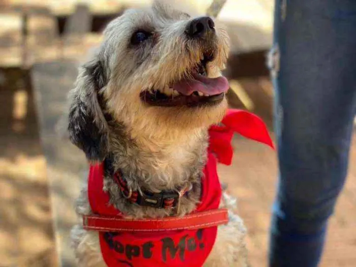 Cachorro ra a SRD idade 2 anos nome Oreo