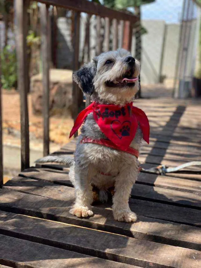 Cachorro ra a SRD idade 2 anos nome Oreo