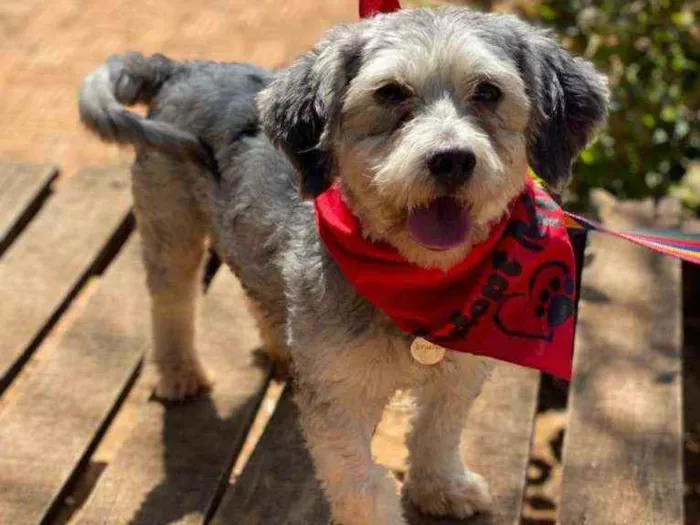 Cachorro ra a SRD idade 2 anos nome Oreo