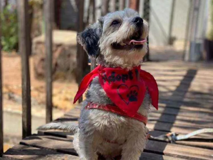Cachorro ra a SRD idade 2 anos nome Oreo