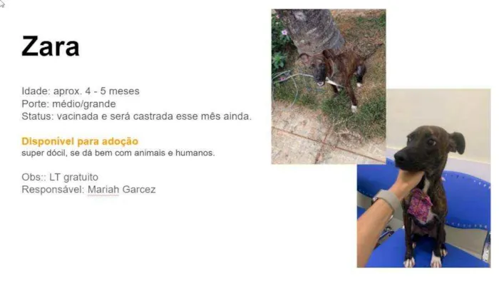 Cachorro ra a SRD idade 7 a 11 meses nome Zara
