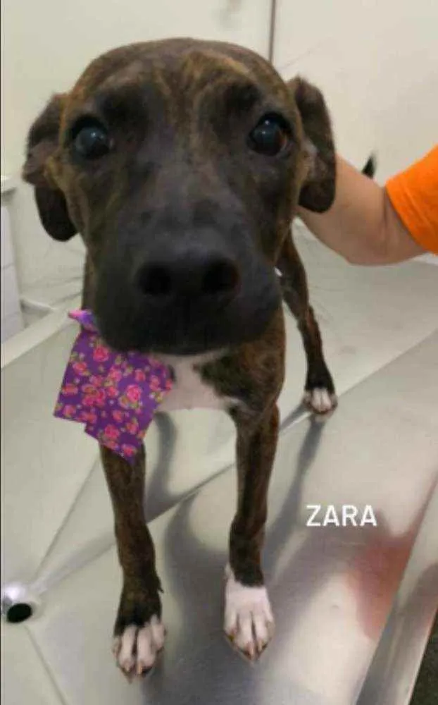 Cachorro ra a SRD idade 7 a 11 meses nome Zara