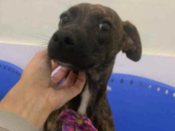 Cachorro ra a SRD idade 7 a 11 meses nome Zara