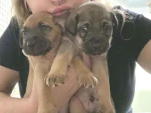 Cachorro raça SRD idade 2 a 6 meses nome Filhotes 