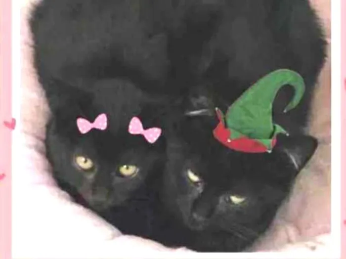 Cachorro raça Srd idade 2 a 6 meses nome João e Maria