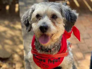 Cachorro raça SRD idade 2 anos nome Oreo