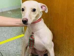 Cachorro raça SRD idade 1 ano nome Luigi