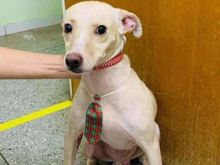 Cachorro ra a SRD idade 1 ano nome Luigi