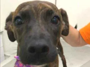 Cachorro raça SRD idade 7 a 11 meses nome Zara