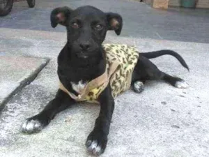 Cachorro raça Sem raça definida idade 2 a 6 meses nome Amora
