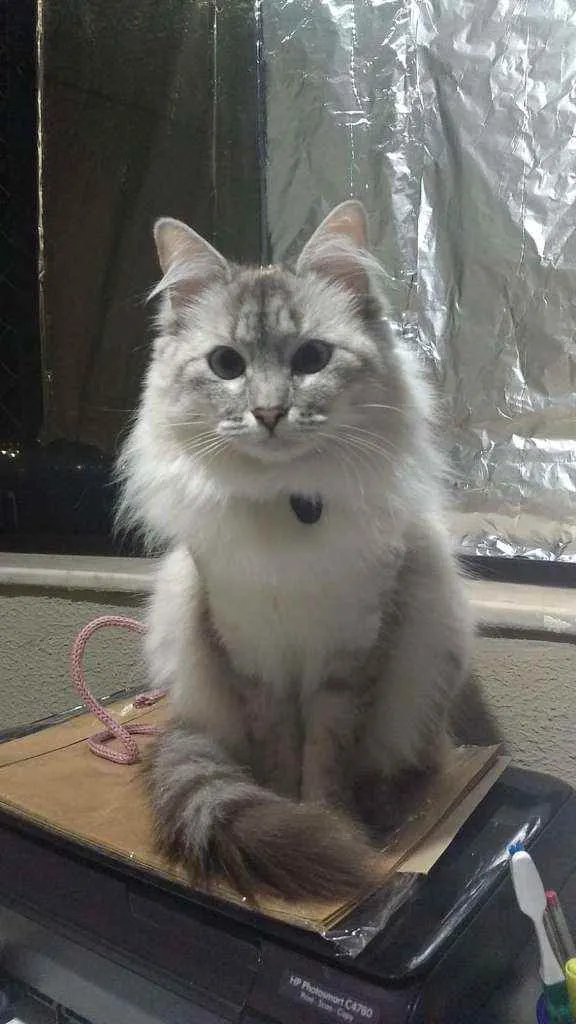 Gato raça SRD idade 3 anos nome Bonnie