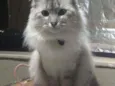 Bonnie