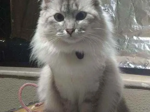 Gato raça SRD idade 3 anos nome Bonnie