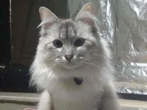 Gato raça SRD idade 3 anos nome Bonnie