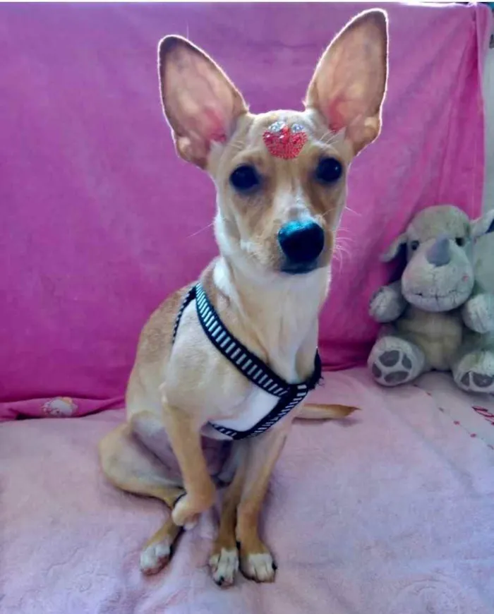 Cachorro ra a Pincher  idade 7 a 11 meses nome Valentina 